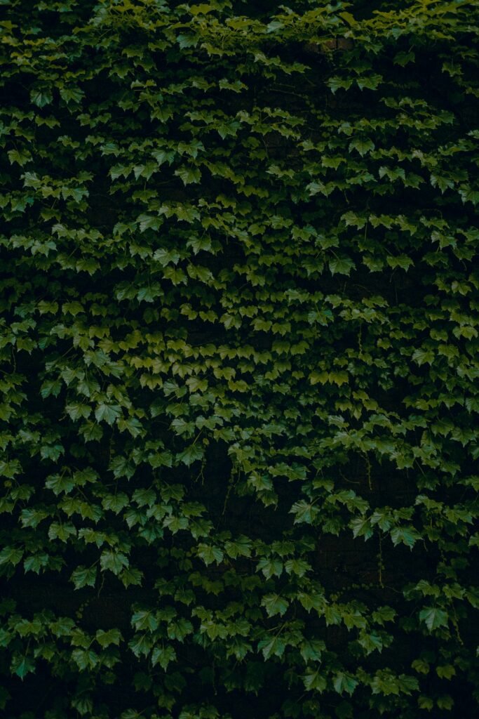 Dense growth of lush green ivy covering a wall, creating a natural texture.